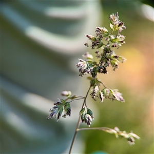Poa pratensis at Ainslie, ACT - 29 Sep 2025 by Hejor1