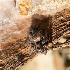 Salticidae (family) at Ainslie, ACT - 29 Sep 2025 by Hejor1