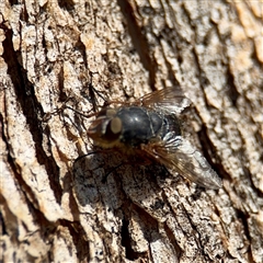 Calliphora sp. (genus) (Unidentified blowfly) at Braddon, ACT - 29 Sep 2025 by Hejor1