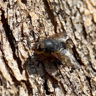 Calliphora sp. (genus) (Unidentified blowfly) at Braddon, ACT - 29 Sep 2025 by Hejor1