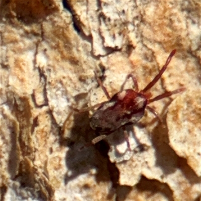 Rainbowia sp. (genus) at Braddon, ACT - 29 Sep 2025 by Hejor1