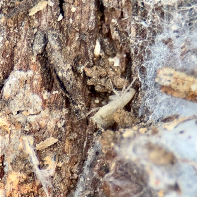 Laxta granicollis at Ainslie, ACT - 29 Sep 2025 by Hejor1