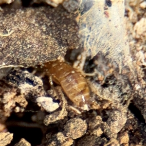 Robshelfordia sp. (genus) at Braddon, ACT - 29 Sep 2025 by Hejor1