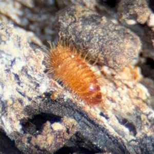 Dermestidae sp. (family) (Dermestid, carpet or hide beetles) at Braddon, ACT - 29 Sep 2025 by Hejor1