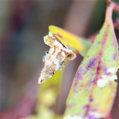 Hyalarcta nigrescens (Ribbed Case Moth) at Braddon, ACT - 29 Sep 2025 by Hejor1