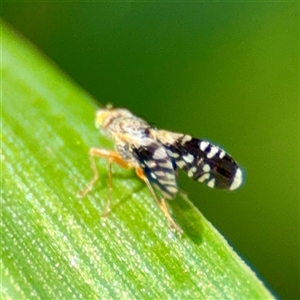 Spathulina acroleuca (A seed fly) at Ainslie, ACT - 29 Sep 2025 by Hejor1