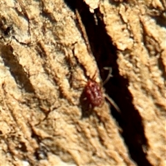 Rainbowia sp. (genus) (A mite) at Braddon, ACT - 29 Sep 2025 by Hejor1