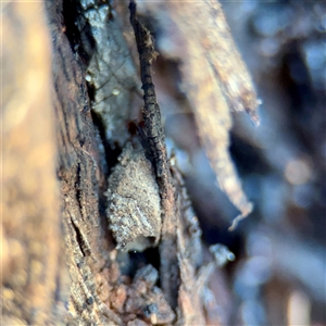 Cryptocephalinae (sub-family) (A case-bearing leaf beetle) at Ainslie, ACT - 29 Sep 2025 by Hejor1