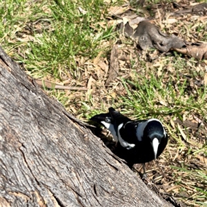Gymnorhina tibicen (Australian Magpie) at Braddon, ACT - 29 Sep 2025 by Hejor1