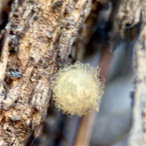 Australomimetus sp. (genus) (Unidentified Pirate spider) at Braddon, ACT - 29 Sep 2025 by Hejor1