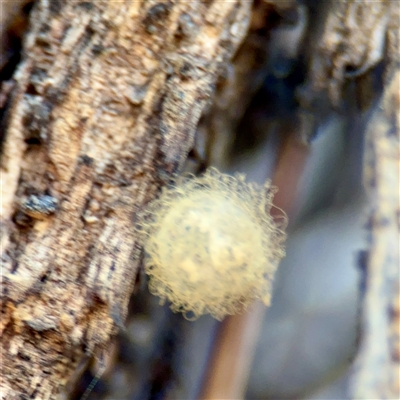 Australomimetus sp. (genus) (Unidentified Pirate spider) at Braddon, ACT - 29 Sep 2025 by Hejor1