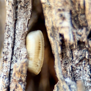 Blattidae sp. (family) (Unidentified blattid cockroach) at Ainslie, ACT - 29 Sep 2025 by Hejor1