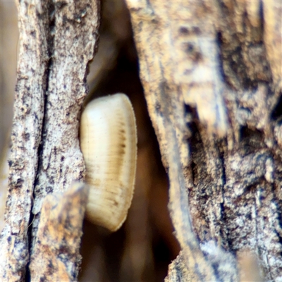 Blattidae sp. (family) (Unidentified blattid cockroach) at Ainslie, ACT - 29 Sep 2025 by Hejor1