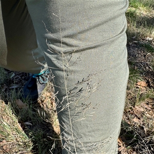 Eragrostis curvula (African Lovegrass) at Ainslie, ACT - 29 Sep 2025 by Hejor1