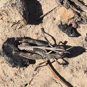 Austroicetes sp. (genus) (A grasshopper) by clarehoneydove