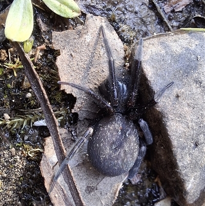 Unverified Spider at  - suppressed by Dron