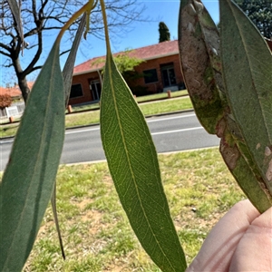 Eucalyptus globulus subsp. bicostata at Braddon, ACT - 29 Sep 2025 by Hejor1
