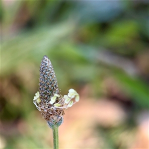 Plantago lanceolata (Ribwort Plantain, Lamb's Tongues) at Braddon, ACT - 29 Sep 2025 by Hejor1