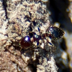 Crematogaster sp. (genus) (Acrobat ant, Cocktail ant) at Braddon, ACT - 29 Sep 2025 by Hejor1