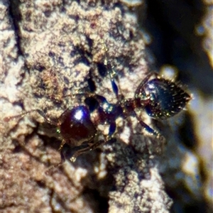 Crematogaster sp. (genus) (Acrobat ant, Cocktail ant) at Braddon, ACT - 29 Sep 2025 by Hejor1