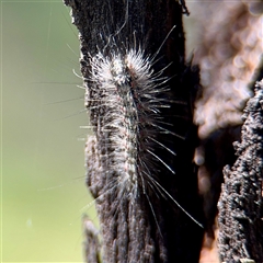 Anestia (genus) (A tiger moth) at Ainslie, ACT - 29 Sep 2025 by Hejor1