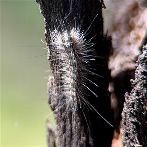 Anestia (genus) (A tiger moth) at Ainslie, ACT - 29 Sep 2025 by Hejor1