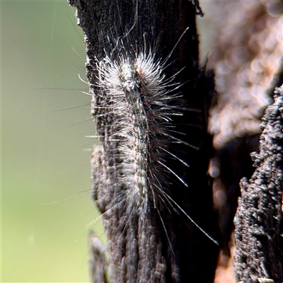 Anestia (genus) (A tiger moth) at Ainslie, ACT - 29 Sep 2025 by Hejor1
