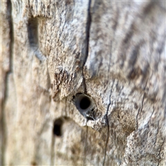 Segestriidae sp (family) (Tube Dwelling Spider) at Braddon, ACT - 29 Sep 2025 by Hejor1