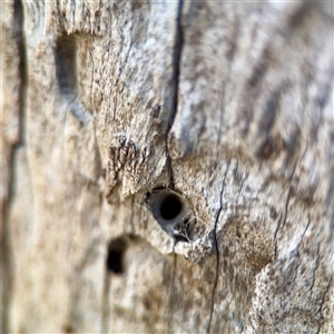Segestriidae sp (family) (Tube Dwelling Spider) at Braddon, ACT - 29 Sep 2025 by Hejor1