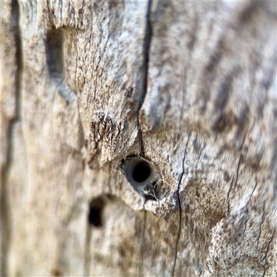Segestriidae sp (family) (Tube Dwelling Spider) at Braddon, ACT - 29 Sep 2025 by Hejor1