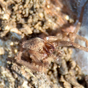 Miturgidae (family) at Ainslie, ACT - 29 Sep 2025 by Hejor1