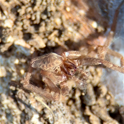Miturgidae (family) at Ainslie, ACT - 29 Sep 2025 by Hejor1