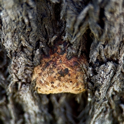Hexagonia vesparia (Wasp Nest Polypore) at Ainslie, ACT - 29 Sep 2025 by Hejor1