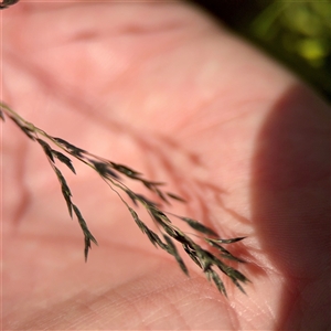 Eragrostis (genus) at Ainslie, ACT - 29 Sep 2025 by Hejor1