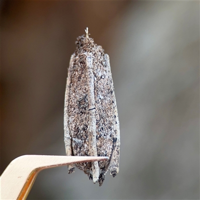 Trigonocyttara clandestina (Less-stick Case Moth) at Braddon, ACT - 29 Sep 2025 by Hejor1