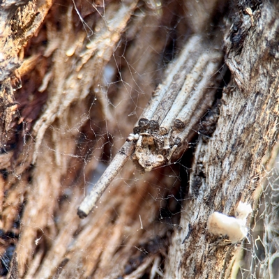 Clania ignobilis (Faggot Case Moth) at Braddon, ACT - 29 Sep 2025 by Hejor1