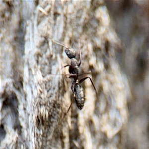 Camponotus sp. (genus) (A sugar ant) at Braddon, ACT - 29 Sep 2025 by Hejor1