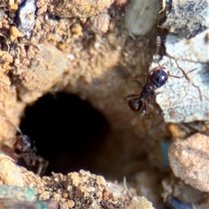 Pheidole sp. (genus) (Seed-harvesting ant) at Braddon, ACT - 29 Sep 2025 by Hejor1