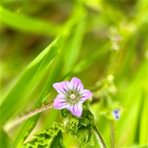 Malva parviflora at Braddon, ACT - 29 Sep 2025 by Hejor1
