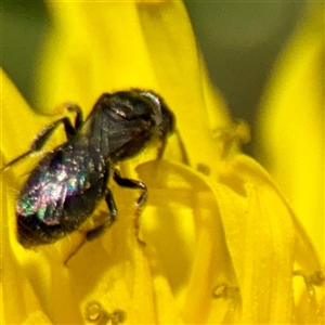 Lasioglossum (Chilalictus) sp. (genus & subgenus) (Halictid bee) at Ainslie, ACT - 29 Sep 2025 by Hejor1