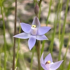 Thelymitra pauciflora at Mogo, NSW - 28 Sep 2025 by Clarel