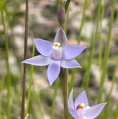 Thelymitra pauciflora at Mogo, NSW - 28 Sep 2025 by Clarel