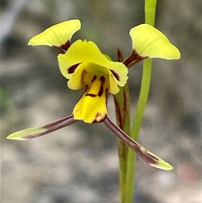 Diuris sulphurea (Tiger Orchid) at Mogo, NSW - 28 Sep 2025 by Clarel