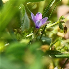 Romulea minutiflora (Small-flowered Onion Grass) at Ainslie, ACT - 29 Sep 2025 by Hejor1