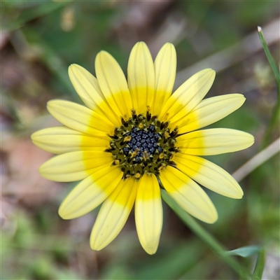 Arctotheca calendula (Capeweed, Cape Dandelion) at Ainslie, ACT - 29 Sep 2025 by Hejor1