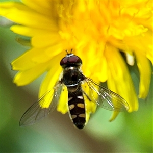 Melangyna collata (A hover fly) at Braddon, ACT - 29 Sep 2025 by Hejor1