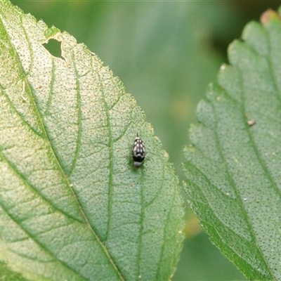Mordella notatipennis (A pintail beetle) at Cedar Creek, QLD - 29 Sep 2025 by DAdeGroot
