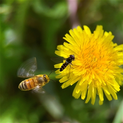 Apis mellifera (European honey bee) at Ainslie, ACT - 29 Sep 2025 by Hejor1