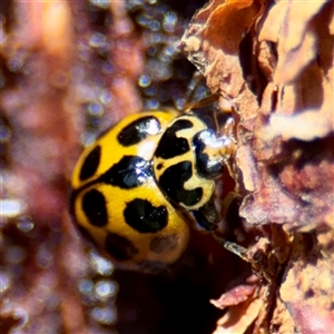 Harmonia conformis (Common Spotted Ladybird) at Braddon, ACT - 29 Sep 2025 by Hejor1