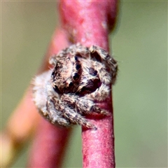 Servaea villosa (Shaggy-velvet Servaea) at Ainslie, ACT - 29 Sep 2025 by Hejor1